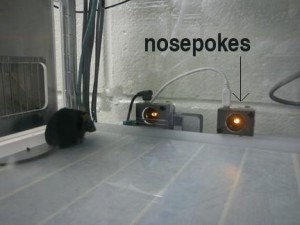 Mouse using nosepoke jpg